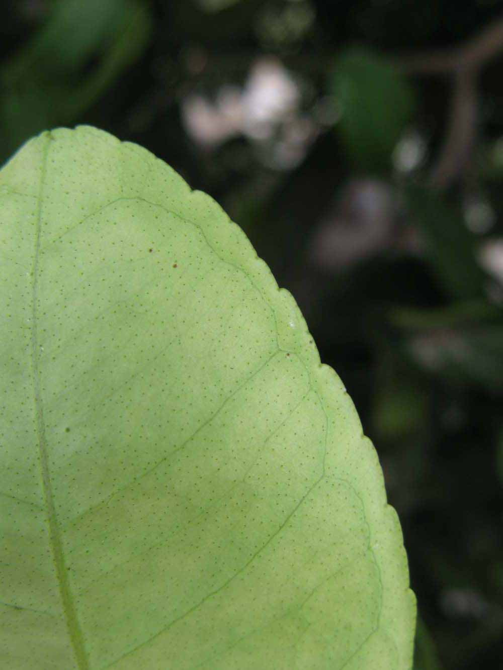              Margin (Winter Haven, FL)       